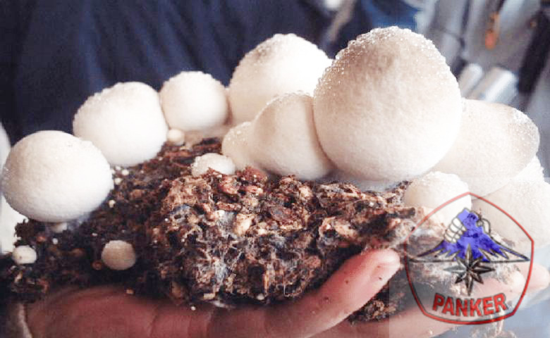 Buah dan Tumbuhan yang Bisa dimakan Ketika Tersesat di Hutan