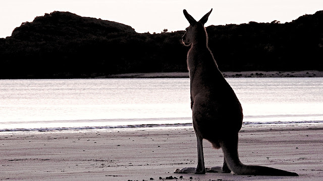 Canguro en Cabo Le grand, Australia