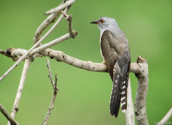 Suara Mistis Burung Kedasih