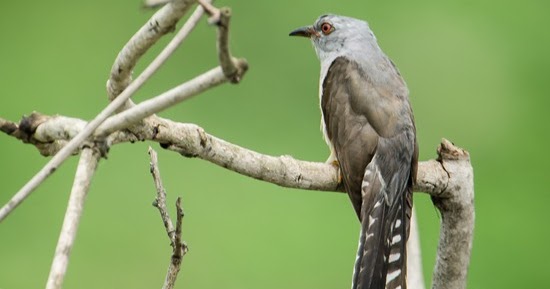 Suara Mistis Burung Kedasih