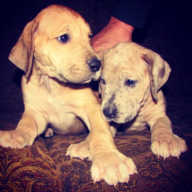Sasha Pieterse's Dogs Sasha Pieterse's Dogs