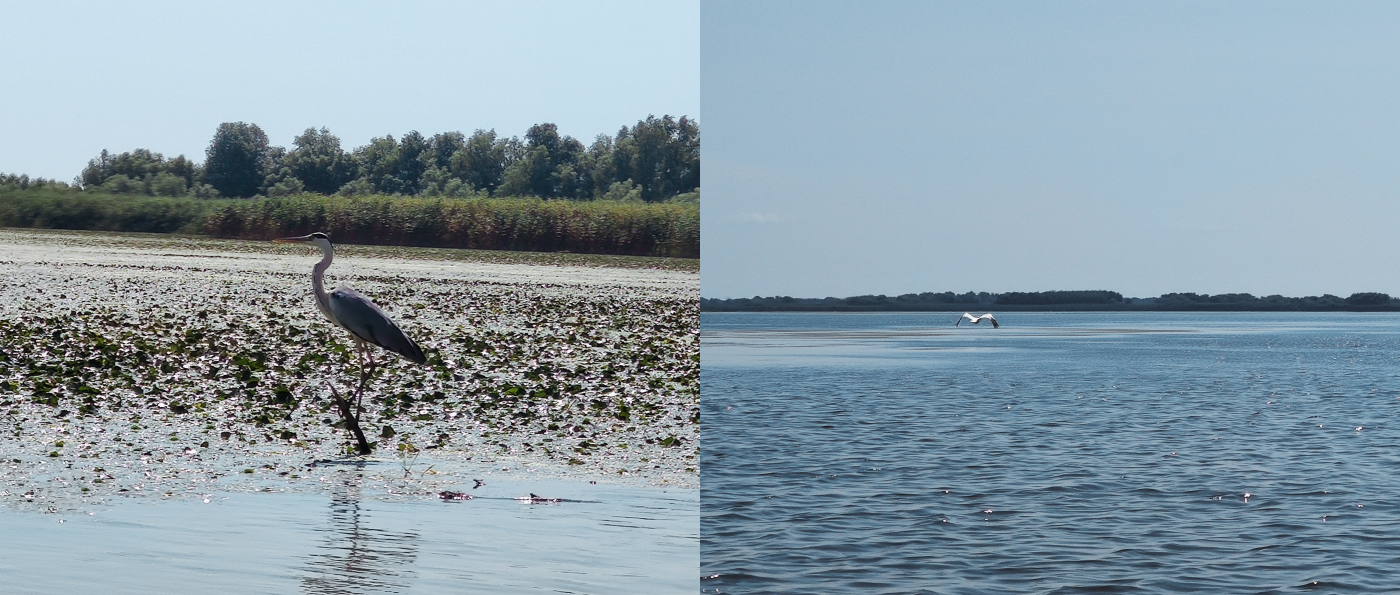 vízimadarak a Duna-deltában