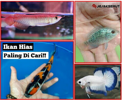 ikan hias air tawar paling populer