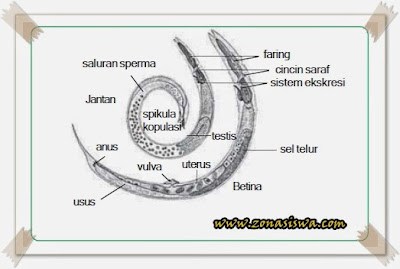 klassifikasi nemathelminthes beserta gambarnya