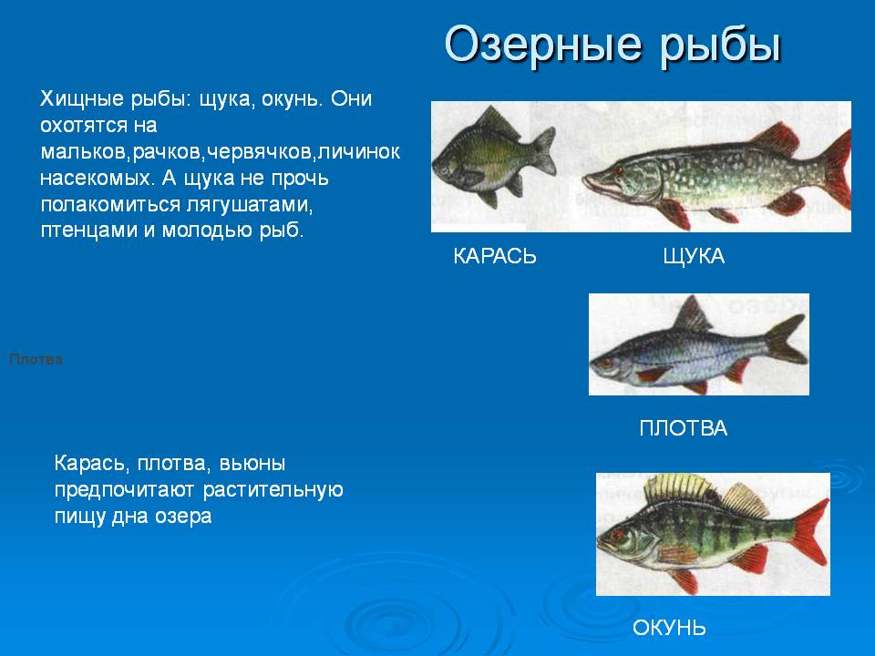 Какая рыба водится в озере. Речные и озерные рыбы. Озерные рыбы названия. Название речных и озерных рыб. Хищные Пресноводные рыбы.