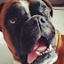 15 Reasons Why Boxers are The Most Serious Dogs Ever
