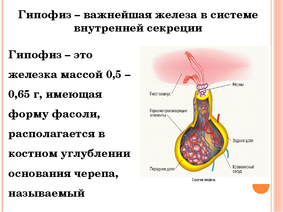 Гипофиз эндокринная железа. Функции гипофиза железы внутренней секреции. Гипофиз железа строение. Гипофиз железа внутренней секреции. Строение гипофиза железы внутренней секреции.