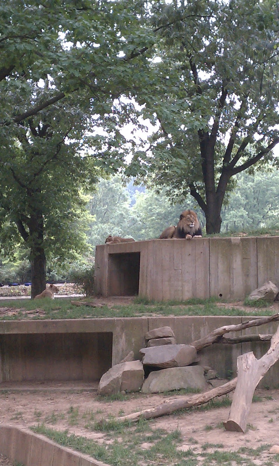 And then I woke up&mldr;: The New Zoo Review