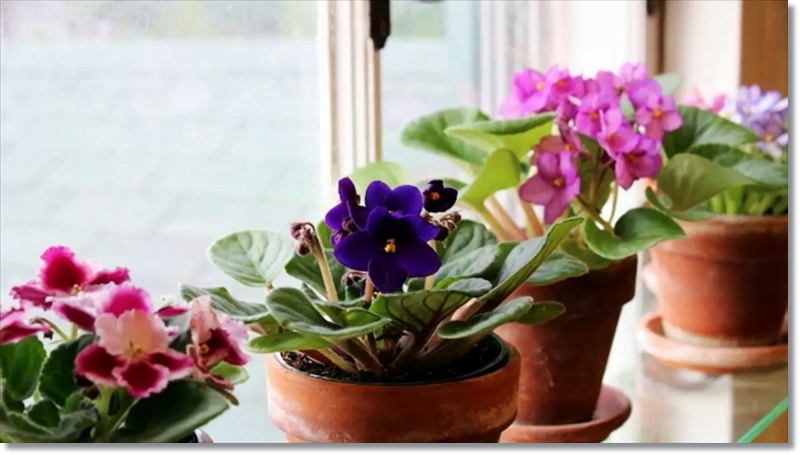 African Violet Indoor Houseplant