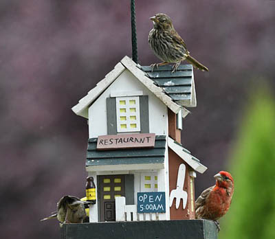 Photo of bird feeder