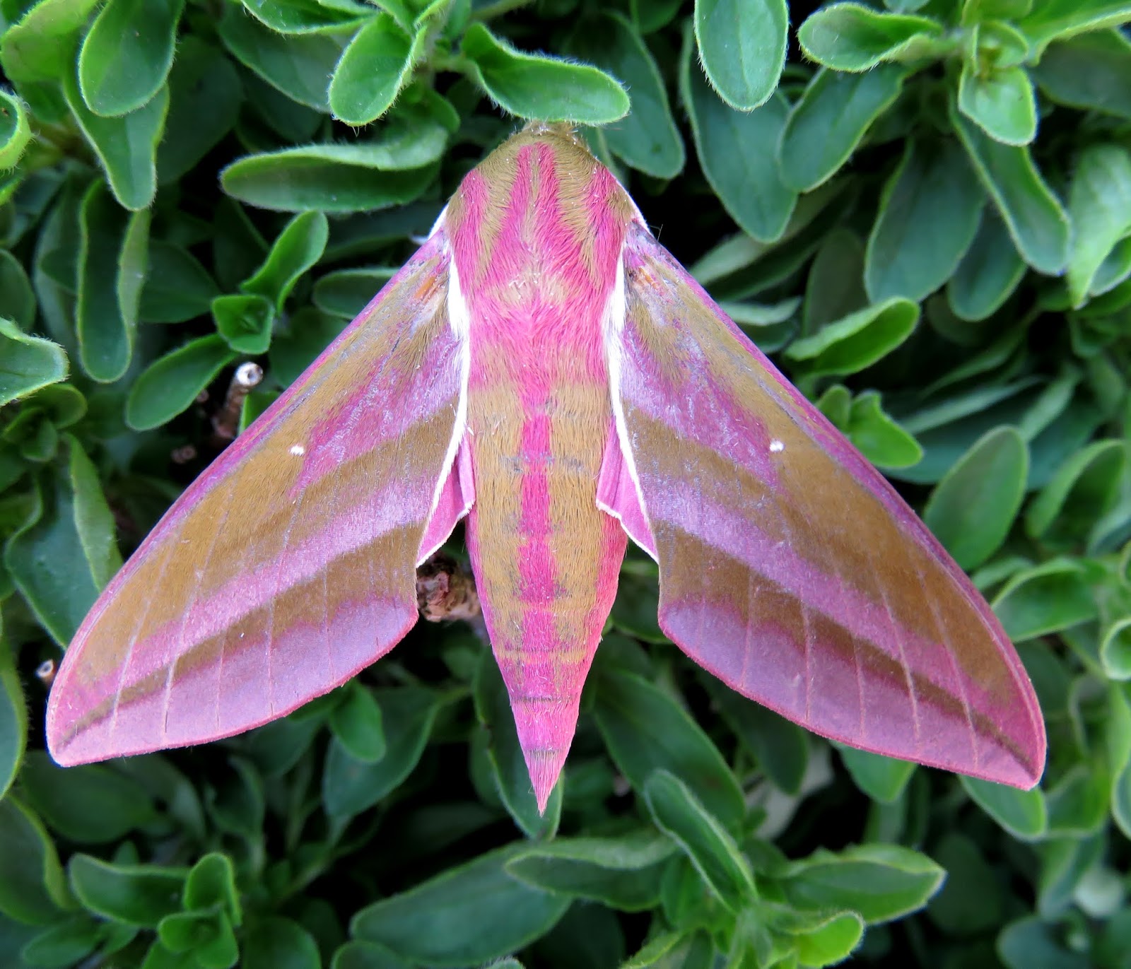 MERSEA WILDLIFE BACKGARDEN HAWKMOTHS