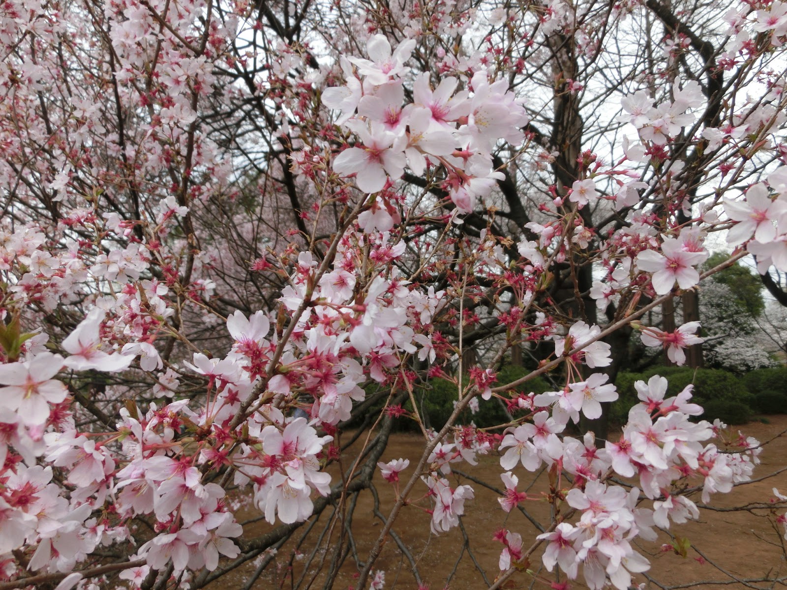 Japan Concierge's Travelog: Sakura - Cherry Blossoms at Shinjuku Gyoen Park