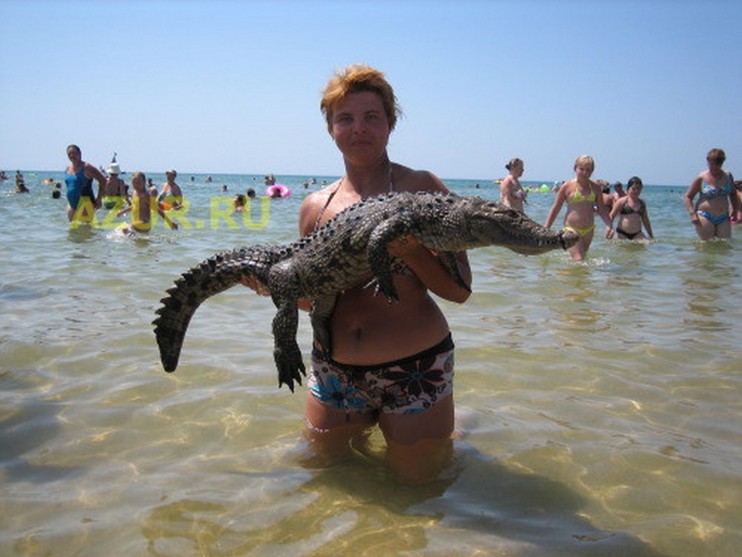 Змеи в анапе в море. Крокодил на пляже. Крокодил в черном море. Крокодил на пляже в Анапе. Анапа обитатели моря.