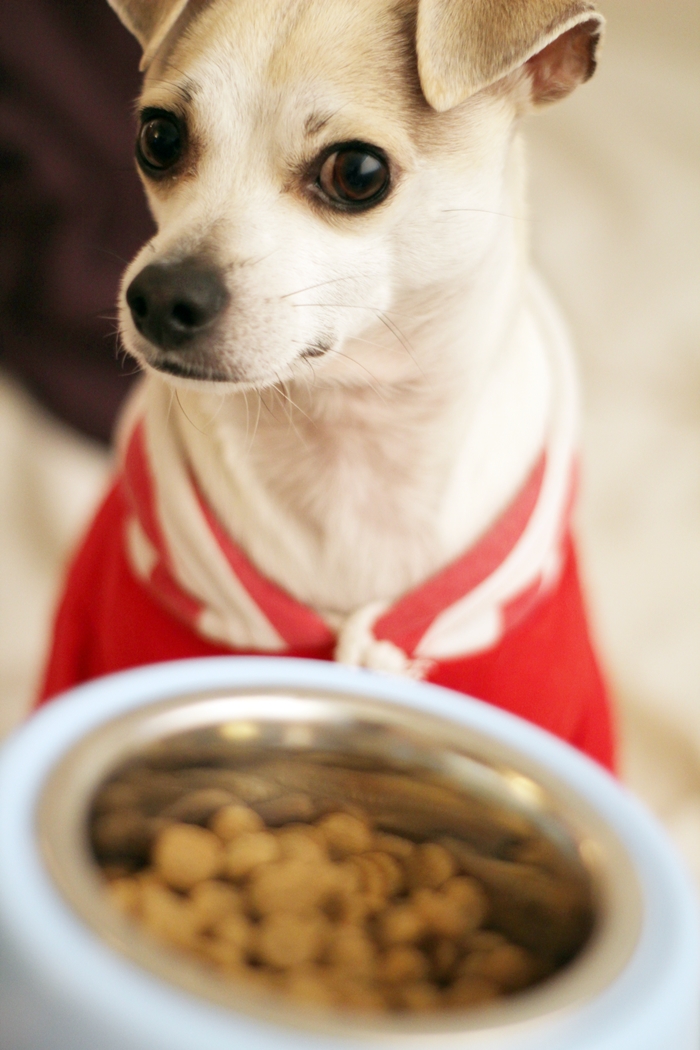 HAPPYHAZEL Dog Food Giveaway! Happy Discovers Brothers Complete Ultra