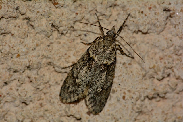 Diurnea fagella Diurnea fagella