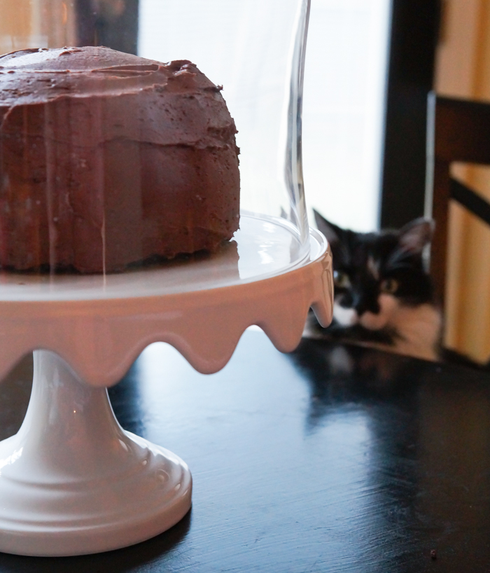  Our very favorite chocolate cake recipe + mustache kitty! 