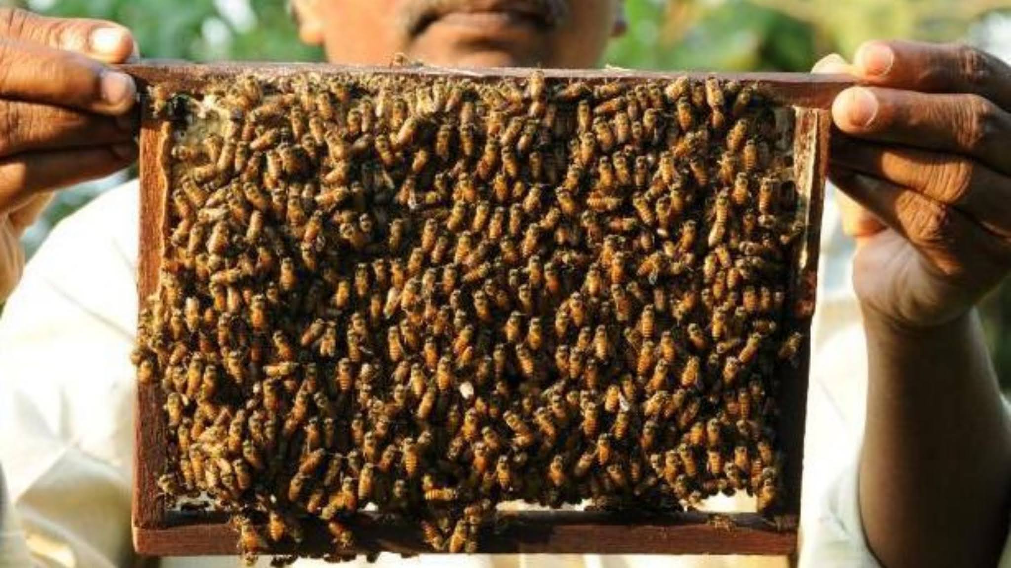 मधुमक्खी पालन कैसे करें