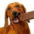 Όχι σοκολάτα στον σκύλο