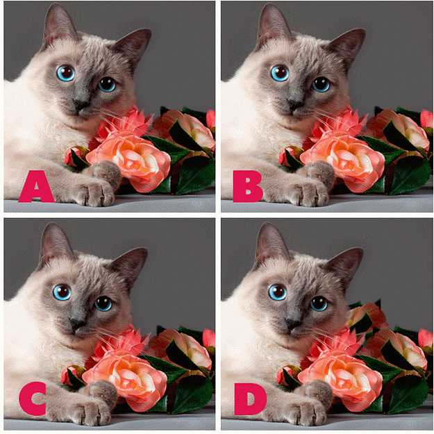 Quiz Diva Spot The Difference Kitty 40 Answers