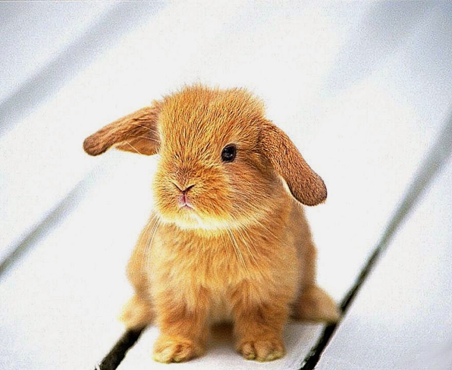 Cute Baby Rabbit Names