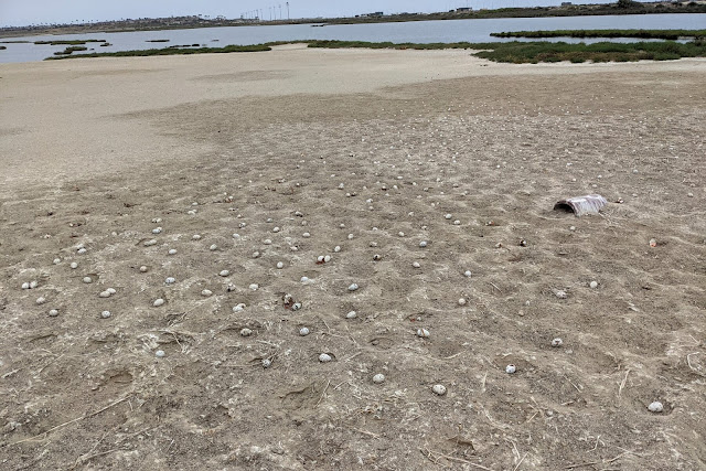 Elegant tern eggs abandoned by their parents after a drone crashed, California