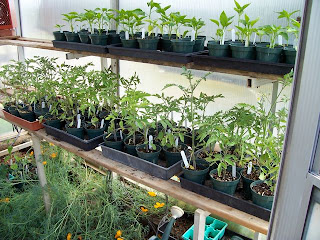 growing bell peppers indoors with grow lights