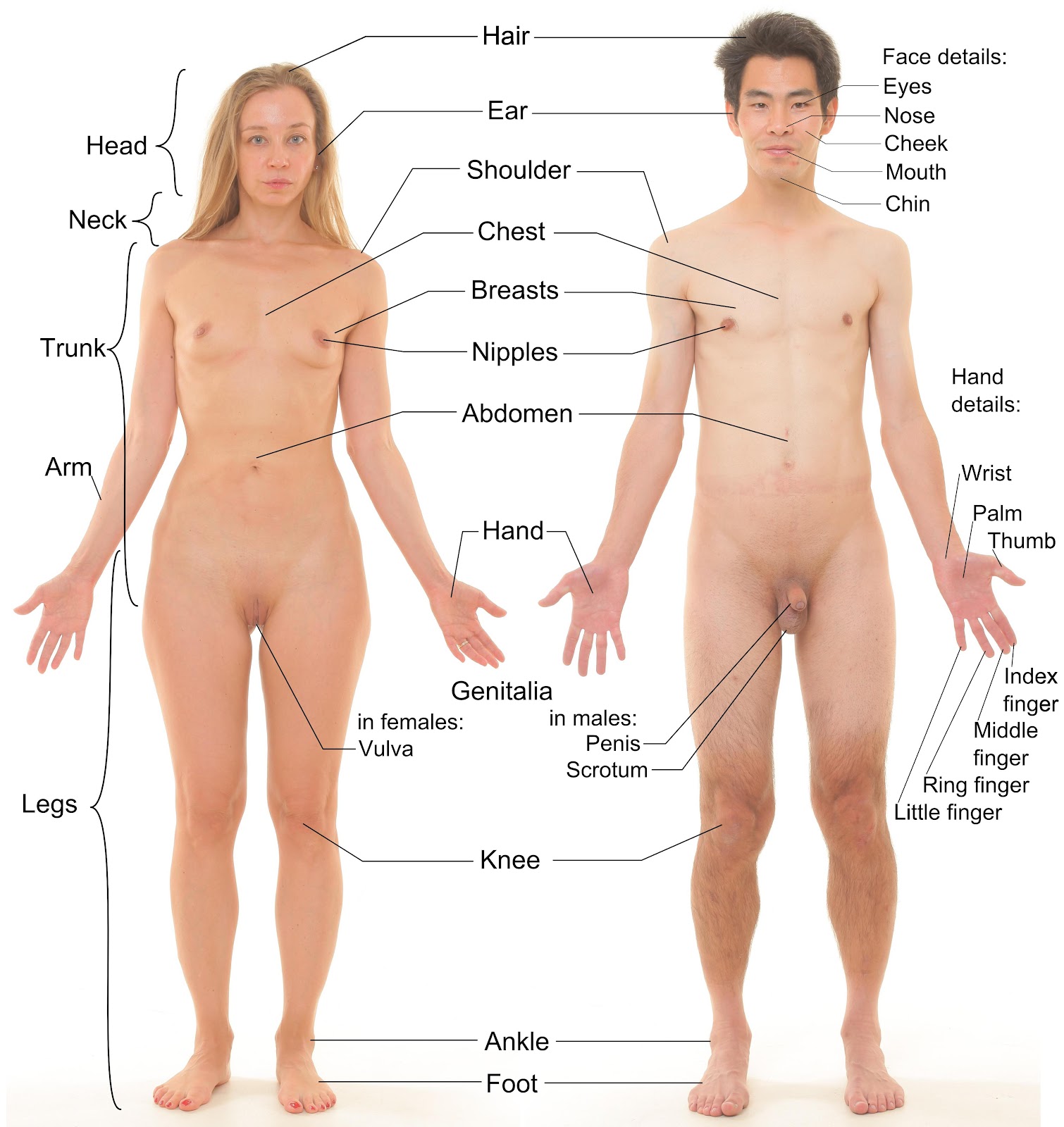 Healty Human Sex Human Anatomy