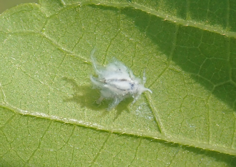 Yamasanae エノキワタアブラムシ 榎綿蚜虫
