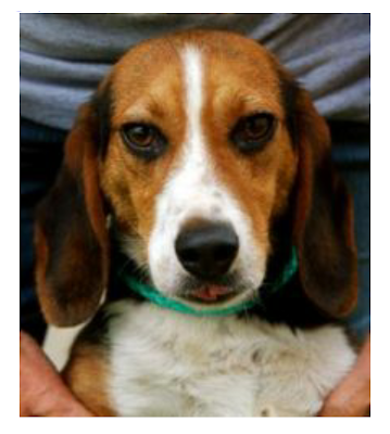 Beagle looking straight at the camera