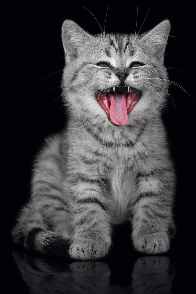   Yawning Cat   Android Best Wallpaper