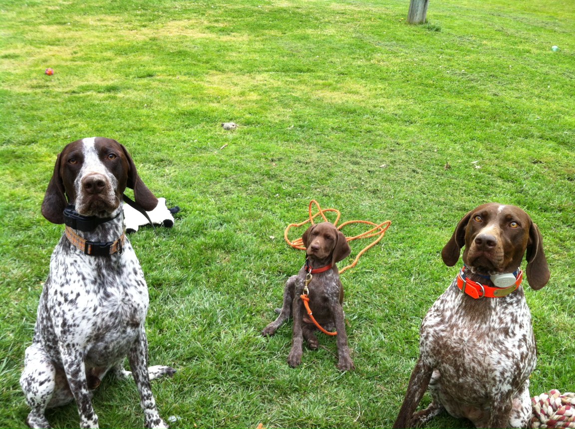 Adventures Of A GSP Hunting Dog Life With German Shorthaired