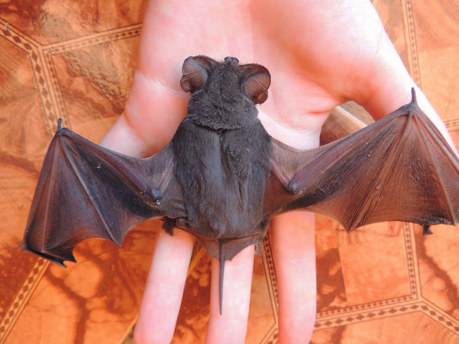 Amanda no País das Maravilhas: Tadarida brasiliensis (Morcego)