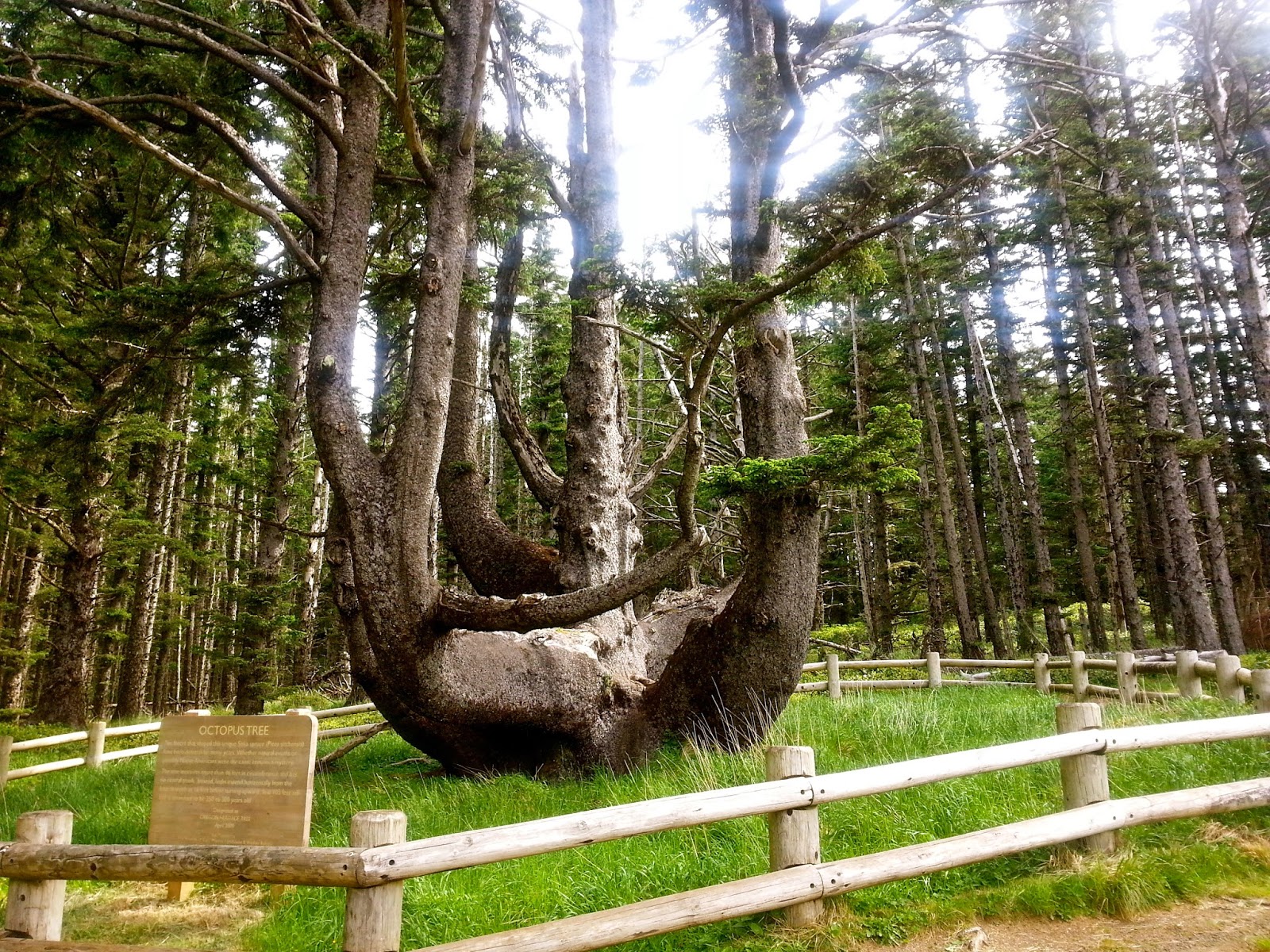 Ty and Ida On the Road: Oregon's Coast