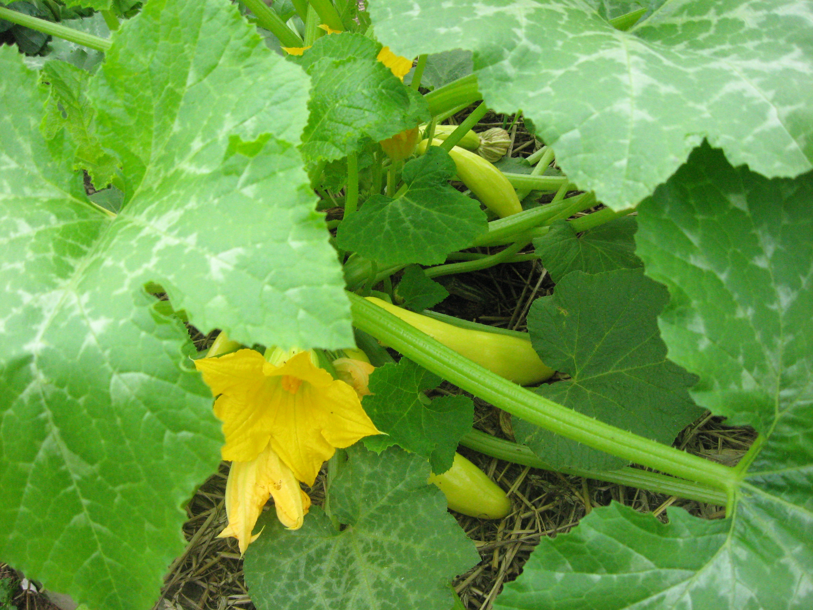 ONE TO GROW ON July's ToDo List in the Garden