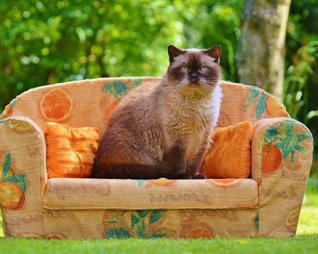 Unisex Brown Cat Names Unisex Brown Cat Names