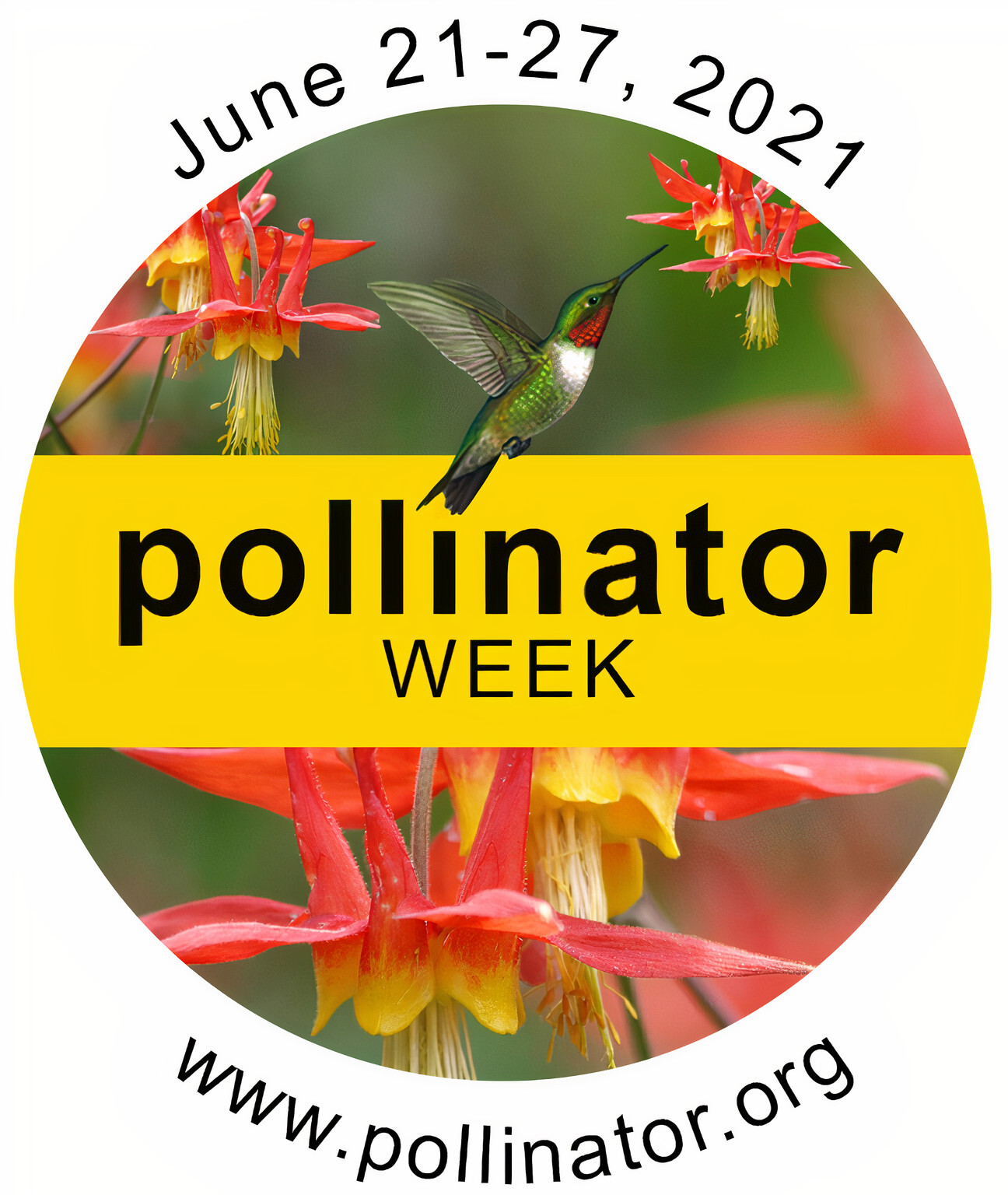 Celebrate Pollinator Week; help bees and more