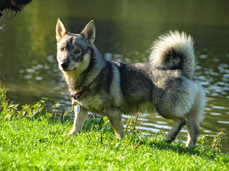 Spitz des Wisigoths, Swedish Vallhunt, Vastgötaspets 29