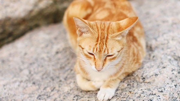 Ini Nama Kucing Oren yang Bagus