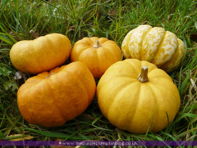 Munchkin Pumpkin Tea-Light Holders | The Purple Pumpkin Blog