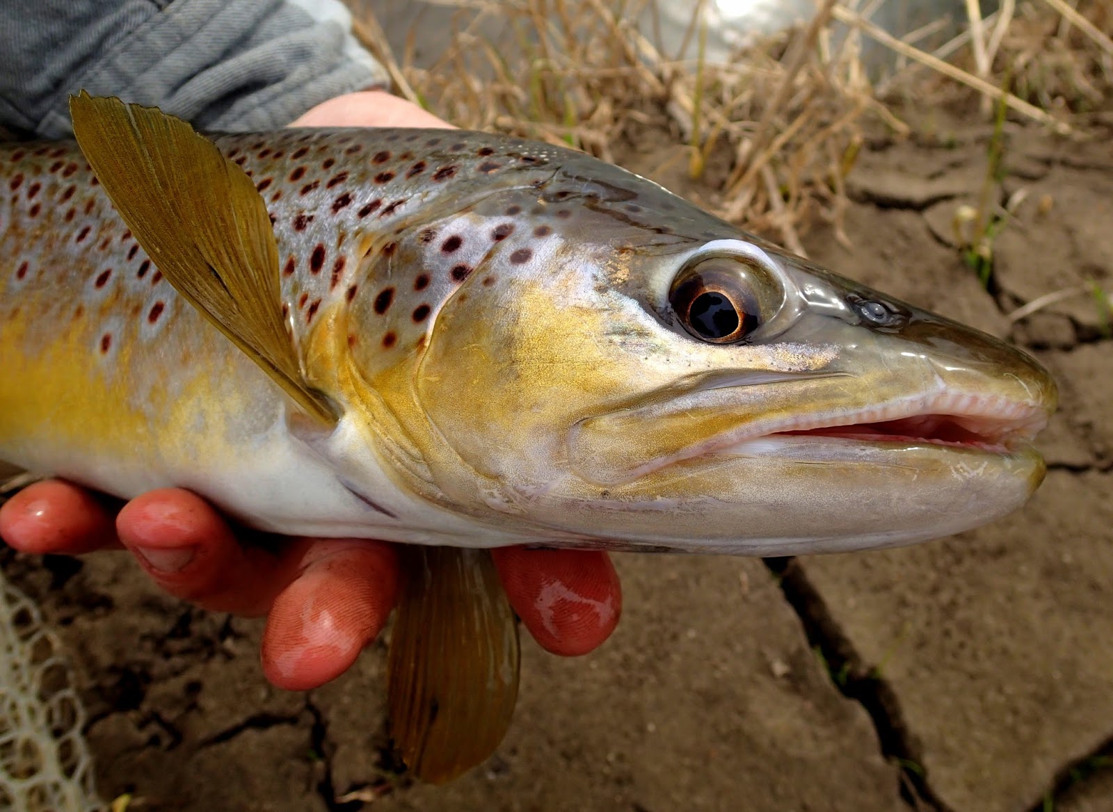 Fishing Driftless in April  The North American Fly Fishing Forum -  sponsored by Thomas Turner