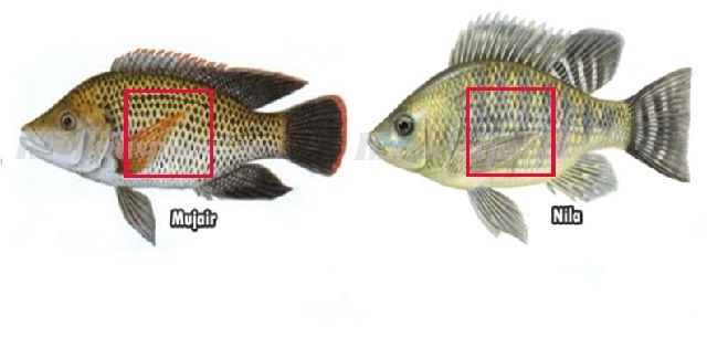 Perbedaan Ikan Nila dan Mujair Secara Umum