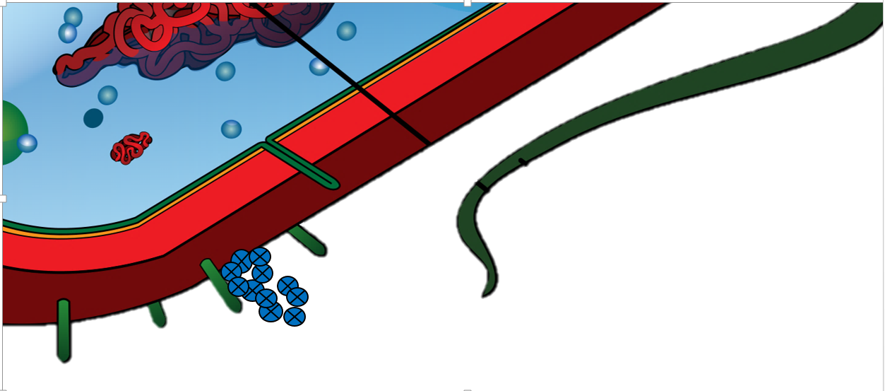 Método de actuación de bacterias resistentes a antibióticos.Medicina. Biología. Moléculas.