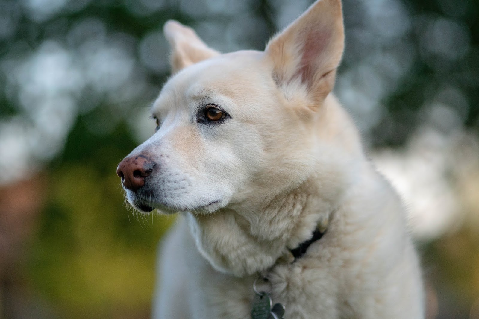 Pek Güzel Köpek Resimleri Gezilmeye Değer Yerler Seyahat Tur Rehberi