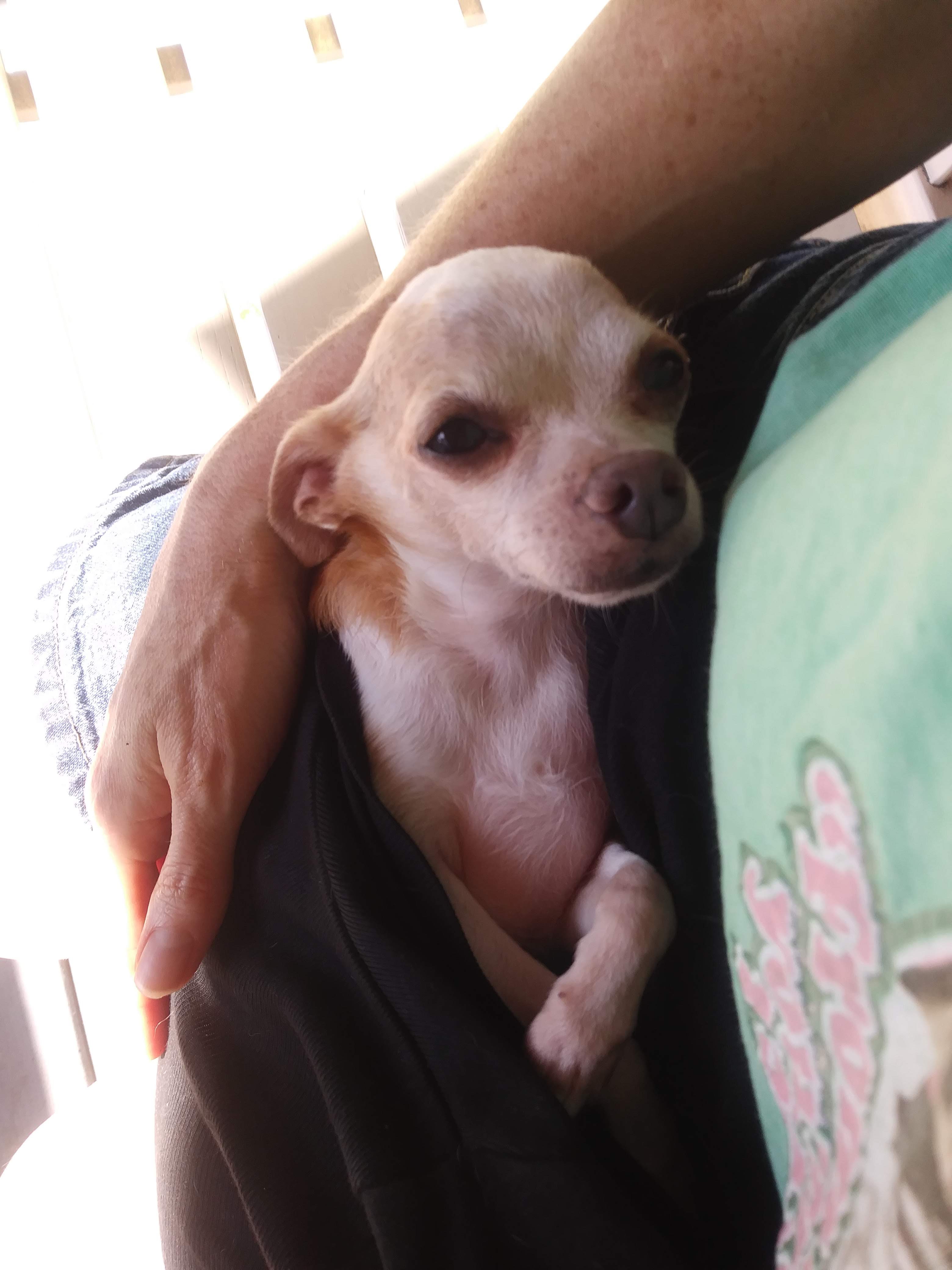 Jean the Pet Writer How to Make a DIY Dog Sling Pet Carrier from an