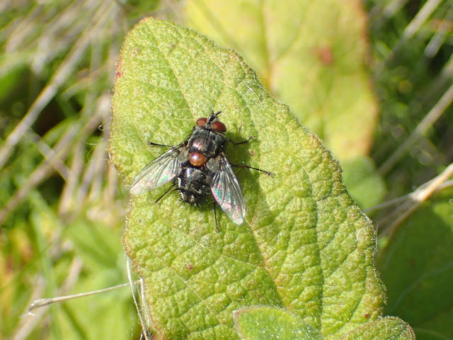 Carcelia sp Carcelia sp
