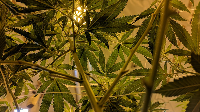 5 WAYS CANNABIS OIL CAN BE USED FOR DIABETES TREATMENT AND PREVENTION 5 WAYS CANNABIS OIL CAN BE USED FOR DIABETES TREATMENT AND PREVENTION