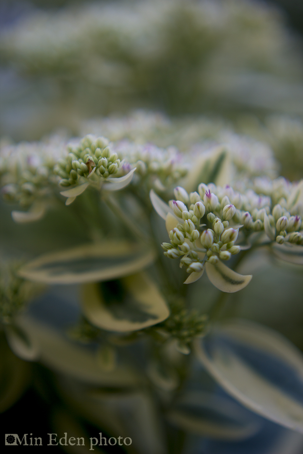 Sedum Frosty Morn