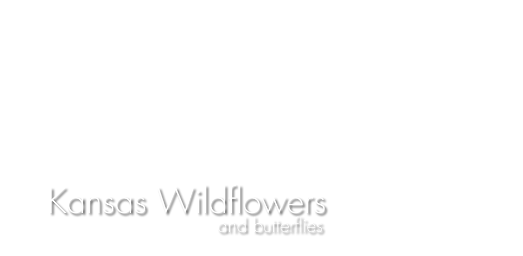 kansas wildflowers