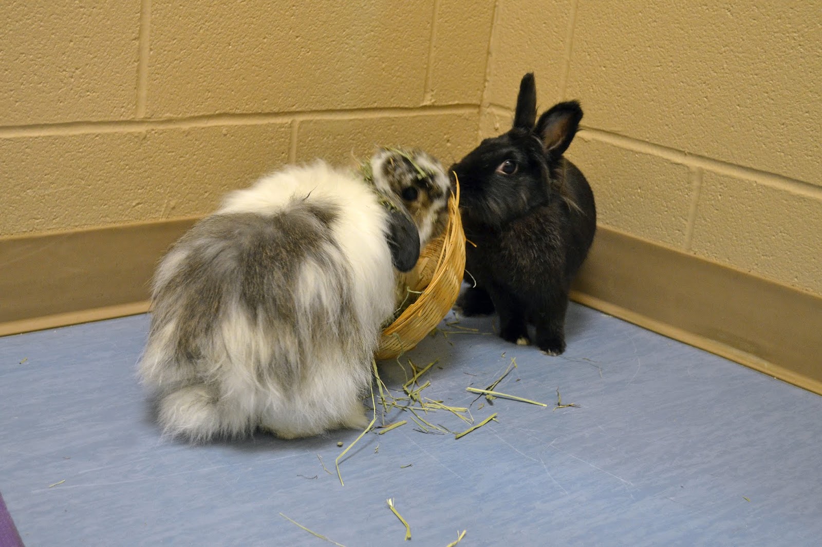 Bonded Pairs The Importance of Bunny Relationships Animal Friends, Inc.