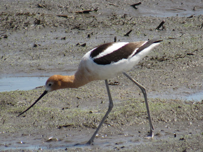 Gray Lodge Wildlife Area California birding hotspot